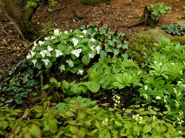 Trillium grandiflorum & T. kurabayashii